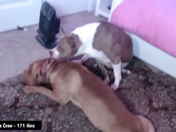 cam girl porn holihurricane image #3180081